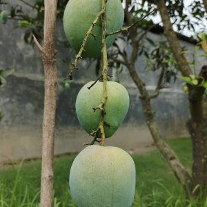 বারি-৪ আম 10kg