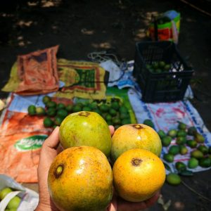 খিরসাপাত আম 6kg