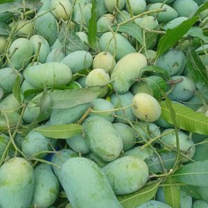 আম রুপালী 12kg