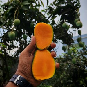 আম্রপালি 6kg