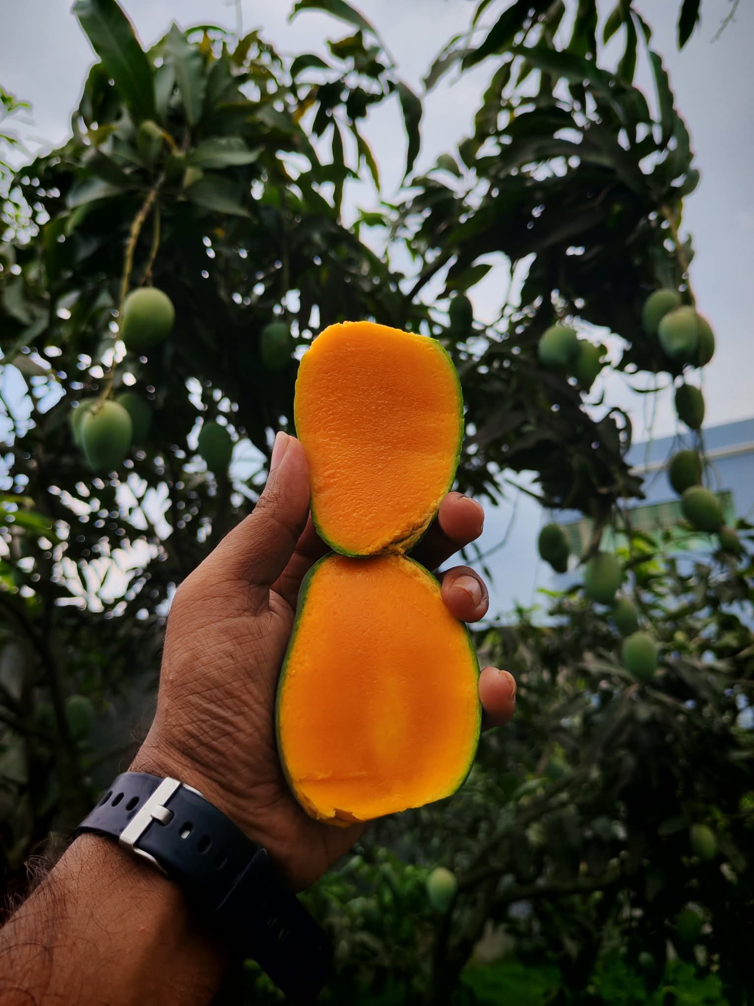 amrupali